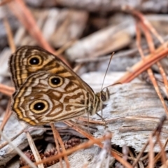 Geitoneura acantha (Ringed Xenica) at Penrose - 25 Dec 2023 by Aussiegall