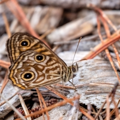 Geitoneura acantha (Ringed Xenica) at Penrose - 25 Dec 2023 by Aussiegall