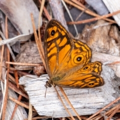 Geitoneura acantha at Penrose - 25 Dec 2023