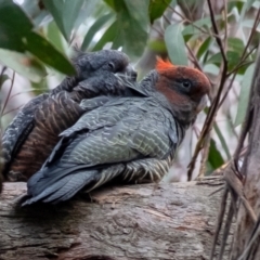 Callocephalon fimbriatum (Gang-gang Cockatoo) at Penrose - 27 Dec 2023 by Aussiegall