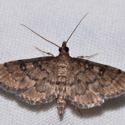 Metasia delotypa (A Crambid moth (Spilomelinae)) at Jerrabomberra, NSW - 27 Dec 2023 by DianneClarke
