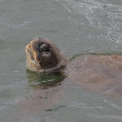 Chelonia mydas at Cleveland, QLD - 9 Dec 2023 by TimL