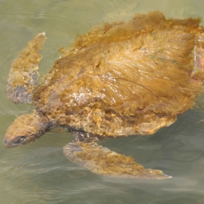Chelonia mydas at Cleveland, QLD - 9 Dec 2023 by TimL