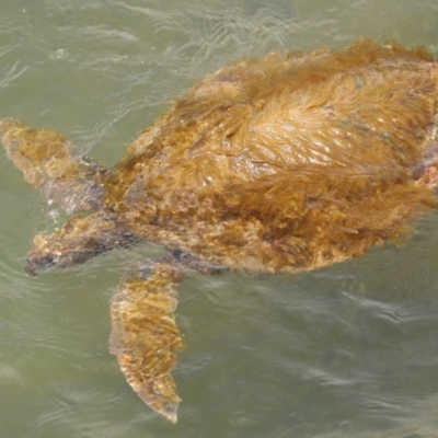 Chelonia mydas at Cleveland, QLD - 9 Dec 2023 by TimL