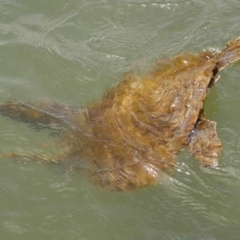 Unverified at suppressed - suppressed