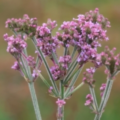 Verbena incompta (Purpletop) at Belvoir Park - 25 Dec 2023 by KylieWaldon