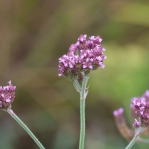 Verbena incompta at Belvoir Park - 26 Dec 2023 07:27 AM