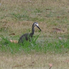 Egretta novaehollandiae at Wodonga - 26 Dec 2023 07:14 AM