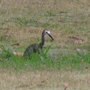 Egretta novaehollandiae at Wodonga - 26 Dec 2023 07:14 AM