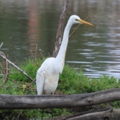 Ardea alba (Great Egret) at Wodonga - 25 Dec 2023 by KylieWaldon