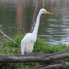 Ardea alba (Great Egret) at Belvoir Park - 25 Dec 2023 by KylieWaldon