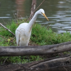 Ardea alba at Belvoir Park - 26 Dec 2023 07:16 AM