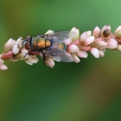 Unidentified Blow fly (Calliphoridae) at Belvoir Park - 25 Dec 2023 by KylieWaldon