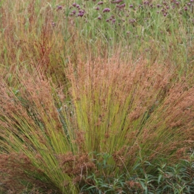 Juncus sp. (A Rush) at Wodonga - 26 Dec 2023 by KylieWaldon