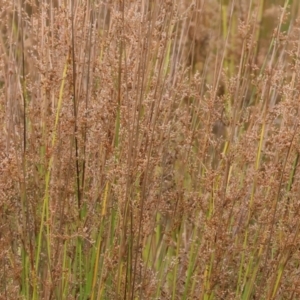 Juncus sp. at Wodonga - 26 Dec 2023 07:29 AM