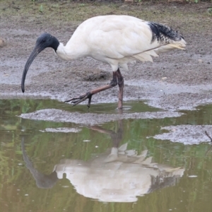 Threskiornis molucca at Wodonga - 26 Dec 2023 07:14 AM