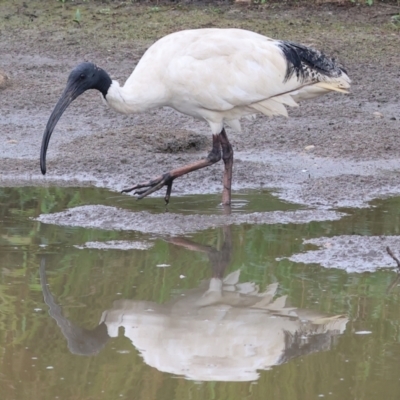 Threskiornis molucca (Australian White Ibis) at Wodonga, VIC - 25 Dec 2023 by KylieWaldon