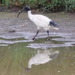 Threskiornis molucca at Wodonga - 26 Dec 2023 07:14 AM