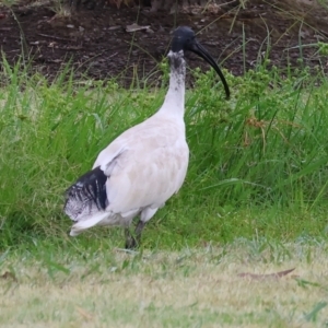Threskiornis molucca at Wodonga - 26 Dec 2023 07:14 AM
