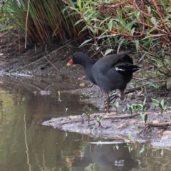 Gallinula tenebrosa (Dusky Moorhen) at Wodonga, VIC - 25 Dec 2023 by KylieWaldon