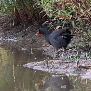 Gallinula tenebrosa at Wodonga, VIC - 26 Dec 2023 07:31 AM