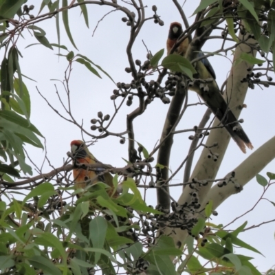 Platycercus elegans flaveolus (Yellow Rosella) at Wodonga, VIC - 25 Dec 2023 by KylieWaldon