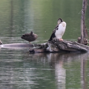 Anhinga novaehollandiae at Belvoir Park - 26 Dec 2023 07:42 AM