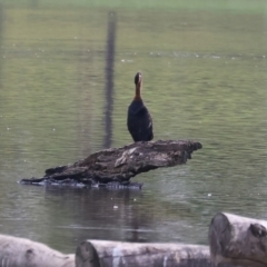 Anhinga novaehollandiae at Belvoir Park - 26 Dec 2023 07:42 AM