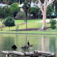 Anhinga novaehollandiae at Belvoir Park - 26 Dec 2023