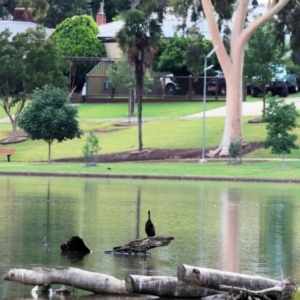 Anhinga novaehollandiae at Belvoir Park - 26 Dec 2023 07:42 AM