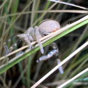 Neosparassus diana at Campbell, ACT - 27 Dec 2023