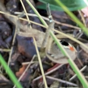 Neosparassus diana at Campbell, ACT - 27 Dec 2023