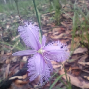 Thysanotus tuberosus subsp. tuberosus at The Gap, NSW - 22 Dec 2023