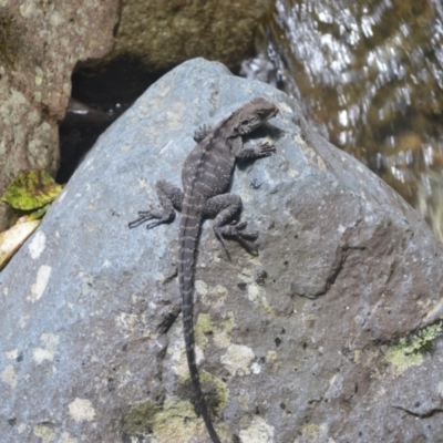 Intellagama lesueurii howittii (Gippsland Water Dragon) at Budderoo National Park - 27 Dec 2023 by plants