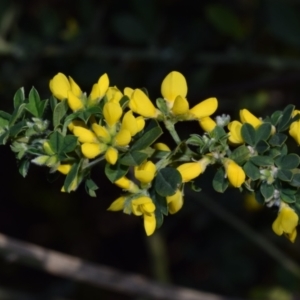 Genista monspessulana at QPRC LGA - 25 Sep 2023