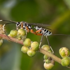 Stenarella victoriae (An ichneumon parasitic wasp) at ANBG - 27 Dec 2023 by Roger