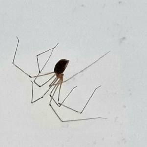 Pholcus phalangioides at Isaacs, ACT - 28 Dec 2023 09:05 AM