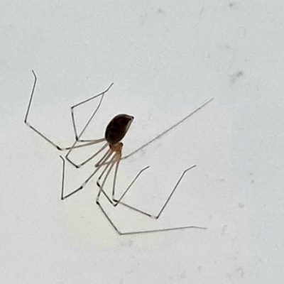 Pholcus phalangioides (Daddy-long-legs spider) at Isaacs, ACT - 28 Dec 2023 by Mike