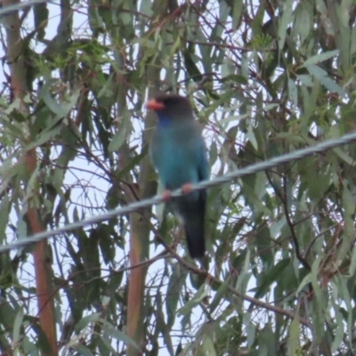 Eurystomus orientalis (Dollarbird) at Wagga Wagga, NSW - 27 Dec 2023 by RobParnell