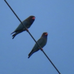 Eurystomus orientalis at Wagga Wagga, NSW - 27 Dec 2023