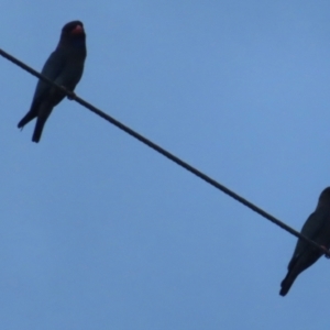 Eurystomus orientalis at Wagga Wagga, NSW - 27 Dec 2023