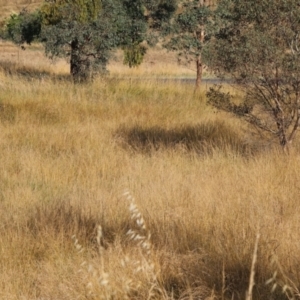 Synoicus ypsilophorus at Wodonga, VIC - 28 Dec 2023