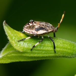 Pentatomidae (family) at Downer, ACT - 28 Dec 2023