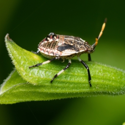 Pentatomidae (family) (Shield or Stink bug) at Downer, ACT - 28 Dec 2023 by RobertD