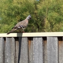 Ocyphaps lophotes (Crested Pigeon) at QPRC LGA - 27 Dec 2023 by SteveBorkowskis