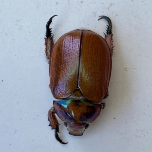 Anoplognathus hirsutus at QPRC LGA - 28 Dec 2023