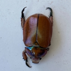 Anoplognathus hirsutus (Hirsute Christmas beetle) at Jerrabomberra, NSW - 28 Dec 2023 by SteveBorkowskis