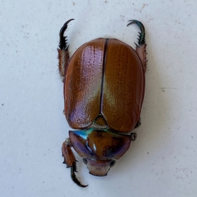 Anoplognathus hirsutus (Hirsute Christmas beetle) at QPRC LGA - 28 Dec 2023 by SteveBorkowskis