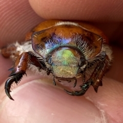 Anoplognathus hirsutus at QPRC LGA - 28 Dec 2023