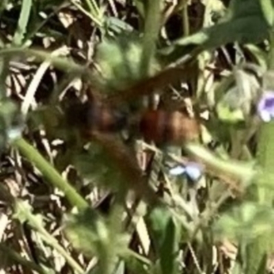 Unidentified Wasp (Hymenoptera, Apocrita) at Lyons, ACT - 28 Dec 2023 by ran452